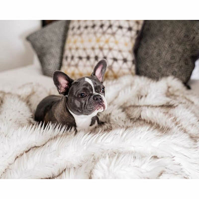Cama para Perro Impermeable y Lavable - Sofá Cómodo Blanco con Detalles Café - Image 10