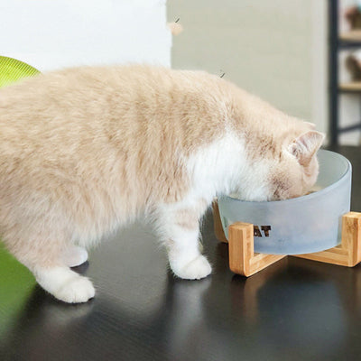 Comedero Inclinado de Cristal para Gatos - Image 11