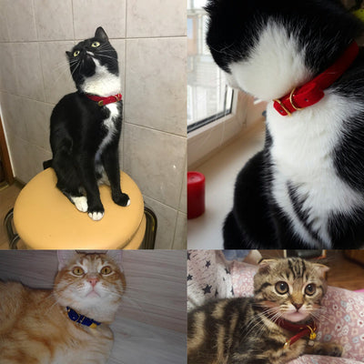 Collar para Gato Premium - Image 3