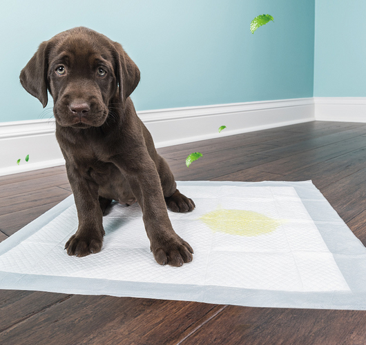 Pañales Desechables para Mascotas - Súper Absorbentes - Image 5