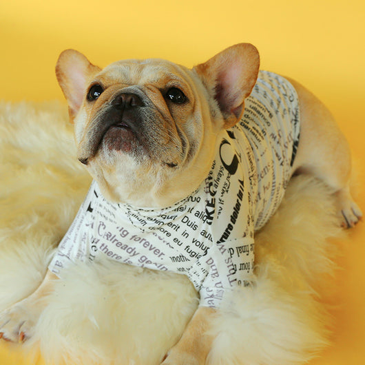Suéter Tejido para Perros Pequeños - Diseño Bulldog Francés - Image 2