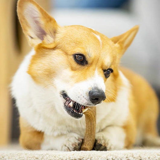 Juguete Dental de Madera de Pino y Asta para Perros Pequeños y Medianos - Image 3