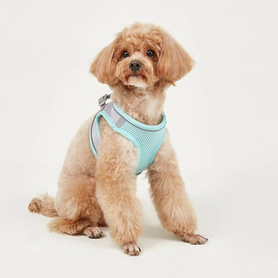 Small light brown poodle wearing an orange mesh dog vest harness with reflective trim and a retractable leash. - Image 8