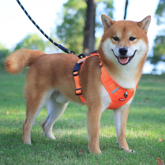 Orange no-pull dog harness with reflective strips, adjustable buckles, and a top handle for training and outdoor use. - Image 12