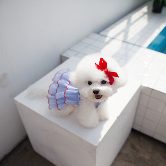 Vestido Princesa Ligero para Mascota - Colección Verano - Image 3
