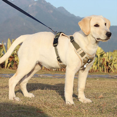 Chaleco Protector a Prueba de Explosiones para Perros Medianos y Grandes - Image 2