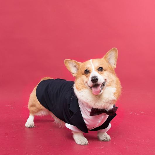 Traje Formal para Perro con Diseño de Cola de Golondrina - Image 4