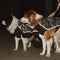 Traje Reflectante de Alto Rendimiento para Mascotas