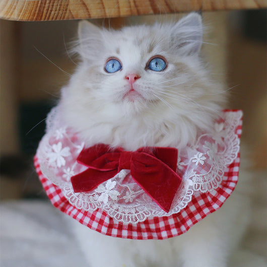 Joya Fotográfica Personalizadas Mascotas - Collar y Pulsera - Image 11