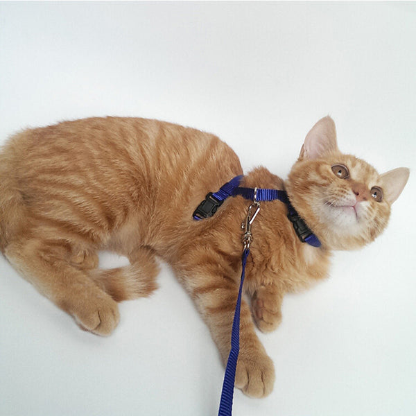 Arnés de Gato en Forma de I - Color Sólido para Pecho y Espalda