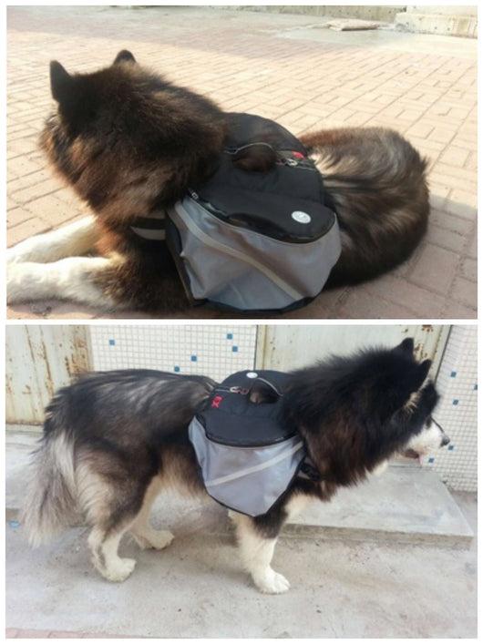 Mochila para Perros - Lleva a tu Mascota con Comodidad - Image 2