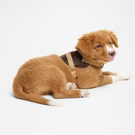 Arnés de Moda Urbana para Mascotas - Image 10