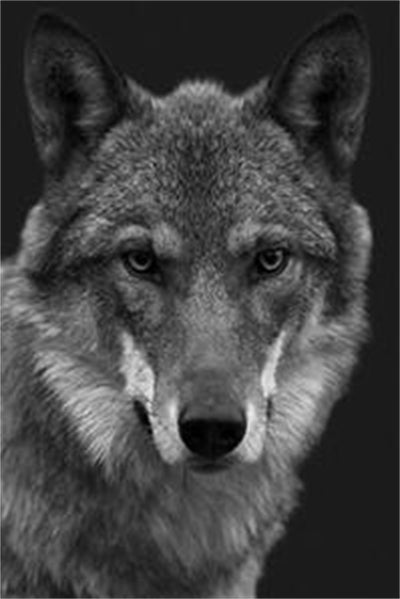 Cuadro Lobo Acuarela Estilo Nórdico Moderno - Image 12