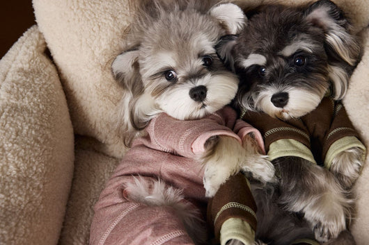 Ropa para Perros Teddy Schnauzer Bichon Bicolor Cómoda - Image 14