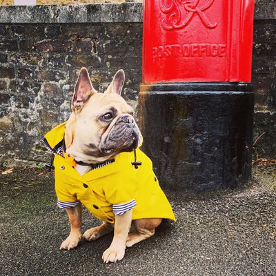 Impermeable para Perros - Abrigo Protector Contra Lluvia - Image 16