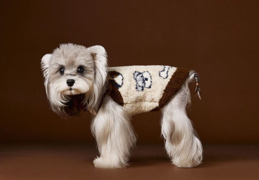 Suéter para Perro Tony Bear con Cuello Solapa - Image 5