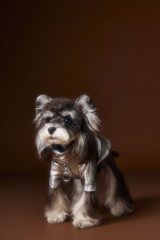 Chaqueta de Cuero Plateado Desgastado Teddy Schnauzer Bichon - Image 9
