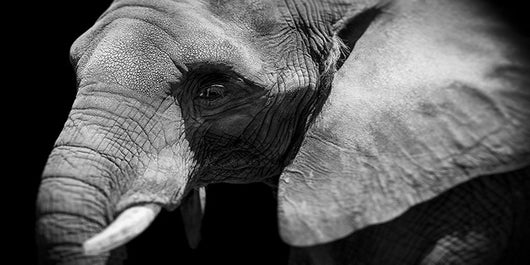Póster Lienzo Vida Silvestre Africana - Image 11