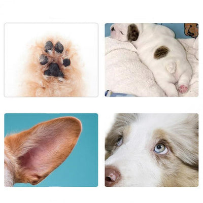Cortadora de Pelo Recargable para Mascotas con Tijera Profesional - Image 6