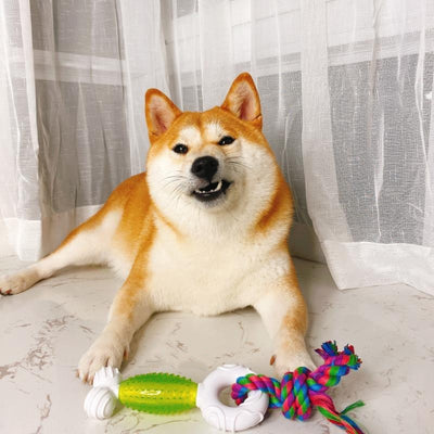 Juguete Masticable para Molares Shiba Inu - Entrenamiento Dental - Image 3