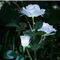 Linterna Romántica con Rosas Blancas y 3 Luces LED