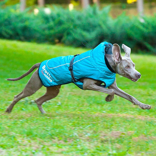 Ropa Impermeable y Reflectante para Mascotas - Diseño Elegante y Funcional