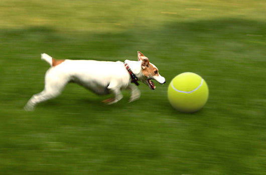 Large 8.5 inch (21.5 cm) yellow tennis ball, ideal for pet play or dog training. - Image 19