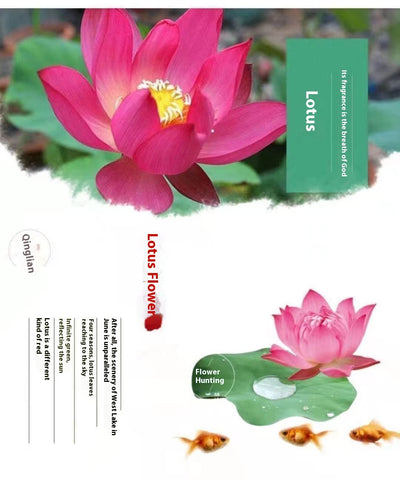 Maceta Lotus Autorriego con Plantas Hidropónicas Vivas - Image 9