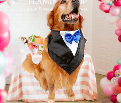 Pañuelo Formal para Perros Grandes - Diseño Esmoquin Elegante - Image 2