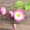 3 Flowers And 1 Bud Deep Rosado