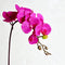 Orquídea Phalaenopsis Artificial de Piso - Flor Decorativa en Seda