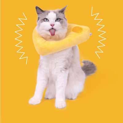 Collar Volantes de Arroz para Gatos y Perros - Image 10