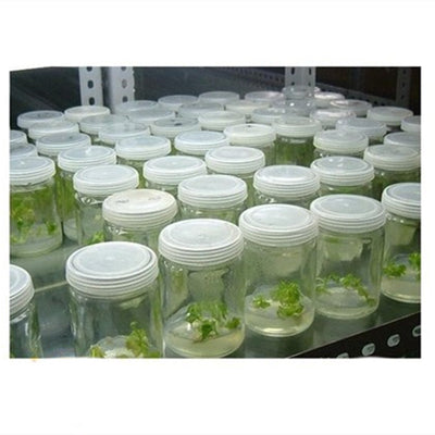 Frasco de Vidrio Transpirable para Germinación de Semillas - Image 7