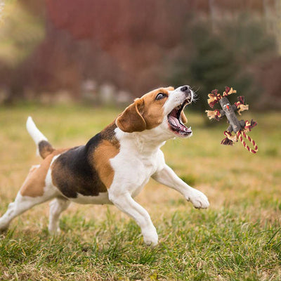 Juguete Resistente para Perros Grandes - Rama Natural con Cuerda TPR y Pelota - Image 3