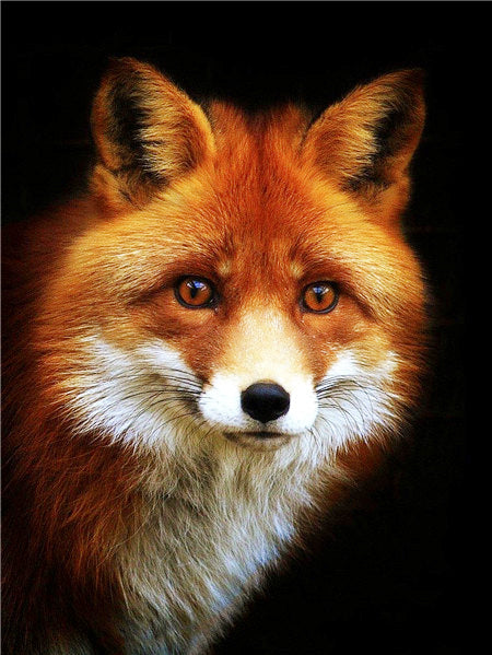 Pintura de Diamantes 5D Fox's