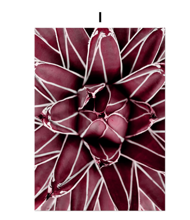 Kit Pintura de Diamantes 5D Peonía y Rosa - Punto de Cruz