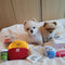 Set de 3 Juguetes para Perro con Mochila Escolar