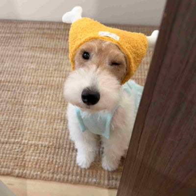 Accesorios Premium para Mascotas y Aventuras al Aire Libre - Image 10