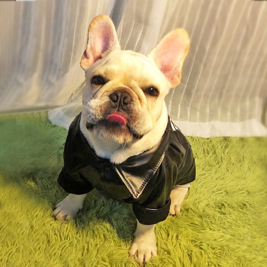 Ropa para Perros de Dos Patas con Forro Polar - Marca Tide Plus - Image 2