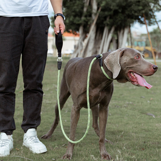 Correa Antipullback para Perros - Diseño Resistente y Seguro - Image 18