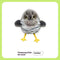 Cuckoo