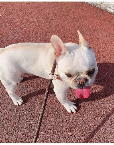 Cuerda de Entrenamiento para Pasear Perros con Agarre Manual - Image 17