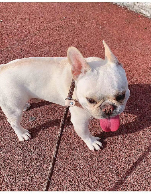 Cuerda de Entrenamiento para Pasear Perros con Agarre Manual - Image 17