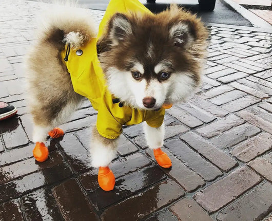 Impermeable para Perros - Abrigo Protector Contra Lluvia - Image 27