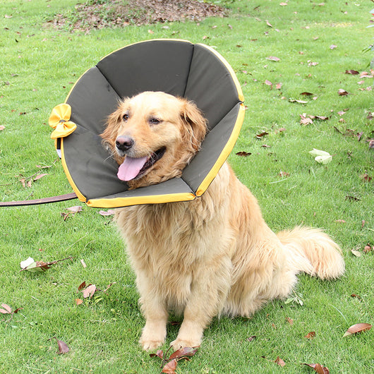 Collar de Recuperación para Perros - Image 6