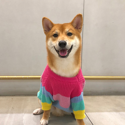 Suéter Arcoíris para Perros Pequeños y Cachorros - Image 12