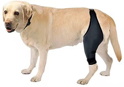 Golden retriever dog wearing a black neoprene rehabilitation training belt on its hind leg for tear protection. - Image 10