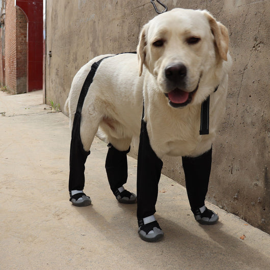 Botas Protectoras para Perros - Impermeables y Térmicas para Clima Frío - Image 19