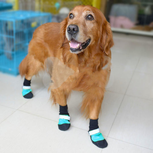 Zapatos Deportivos para Mascotas con Suela Ultrarresistente - Image 10