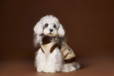 Suéter para Perro Tony Bear con Cuello Solapa - Image 12
